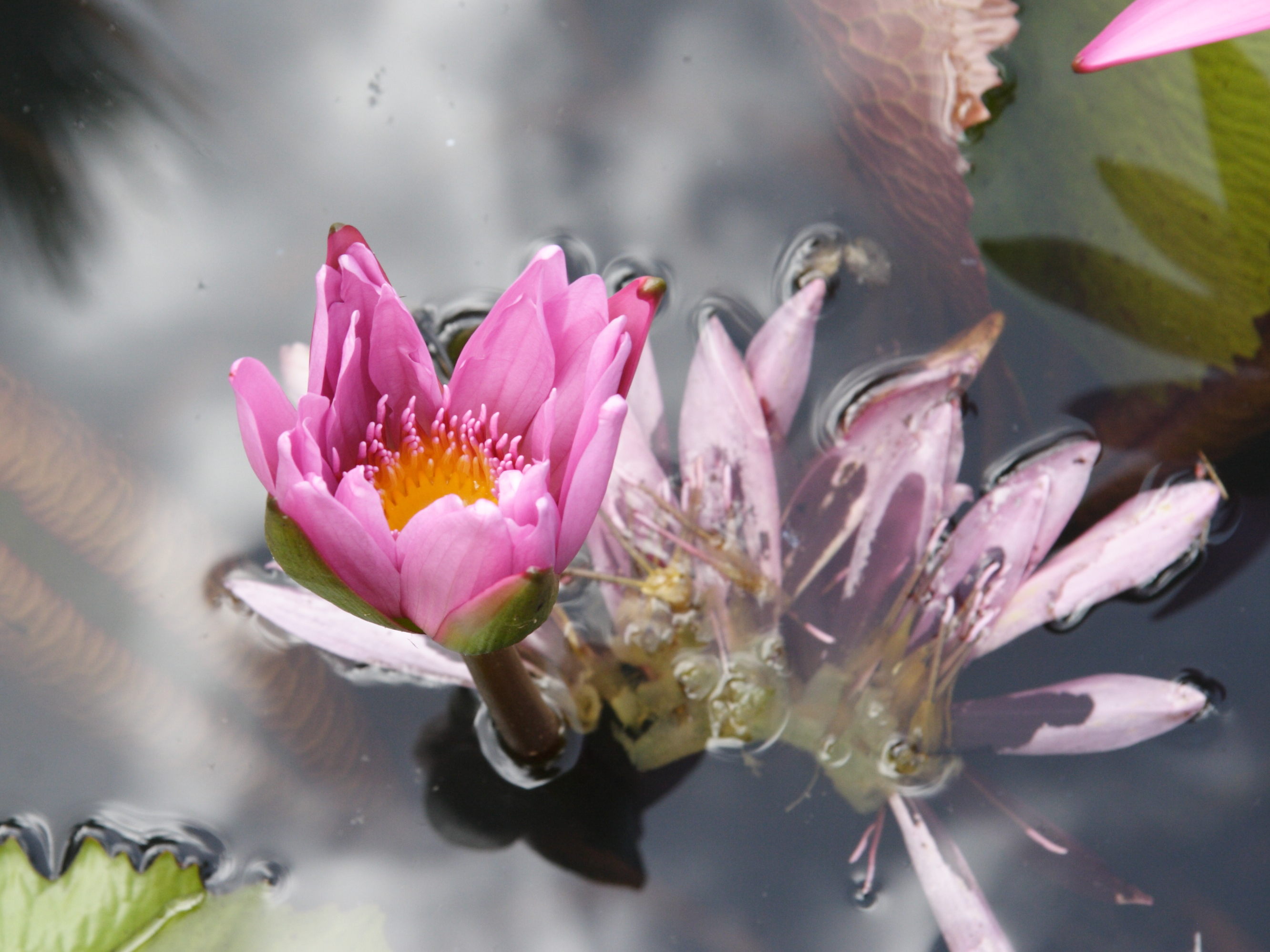 nymphaea_capensis4md