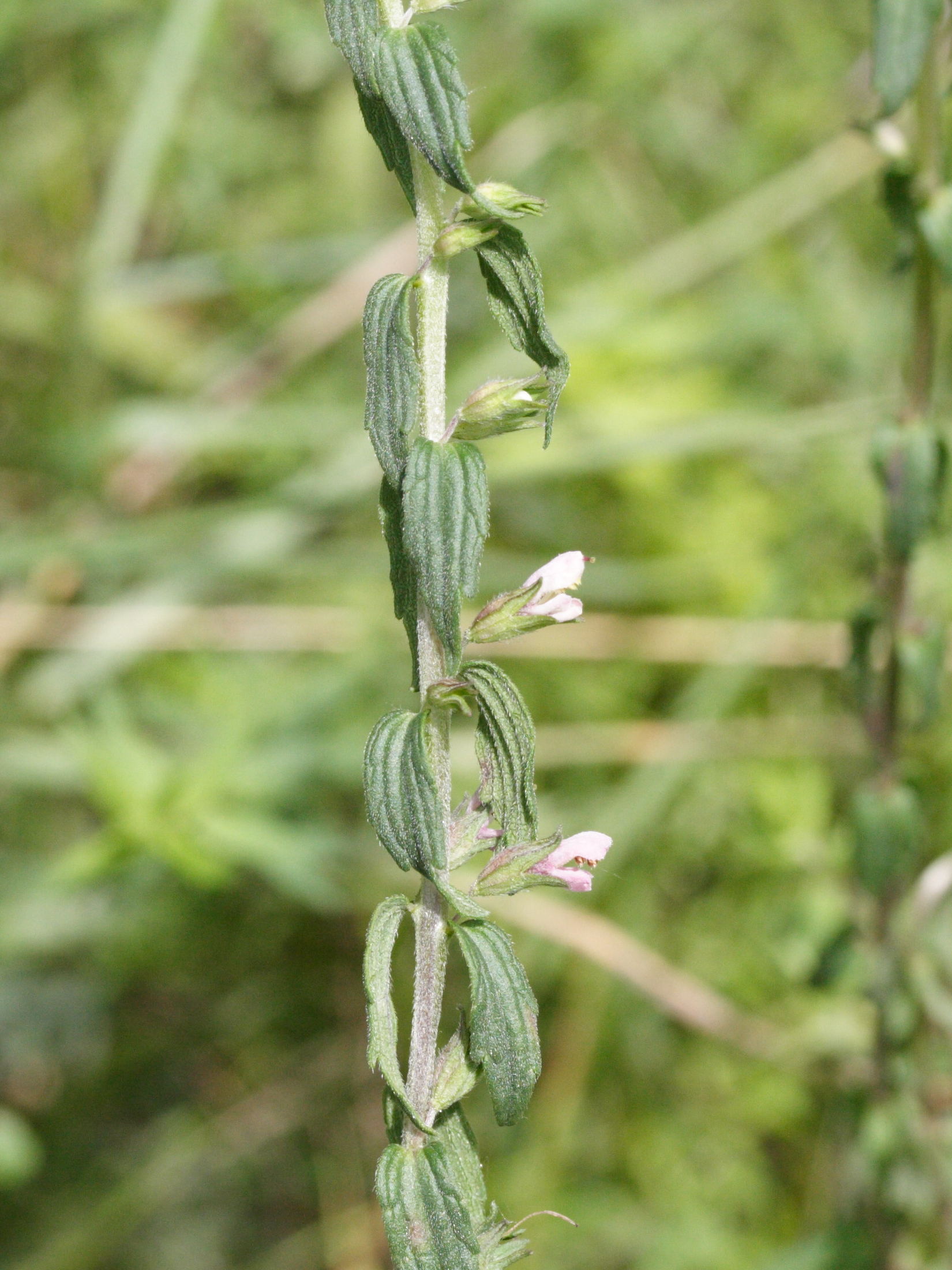Afficher le média odontites_vernus_serotinus2md odontites_vernus_serotinus2md