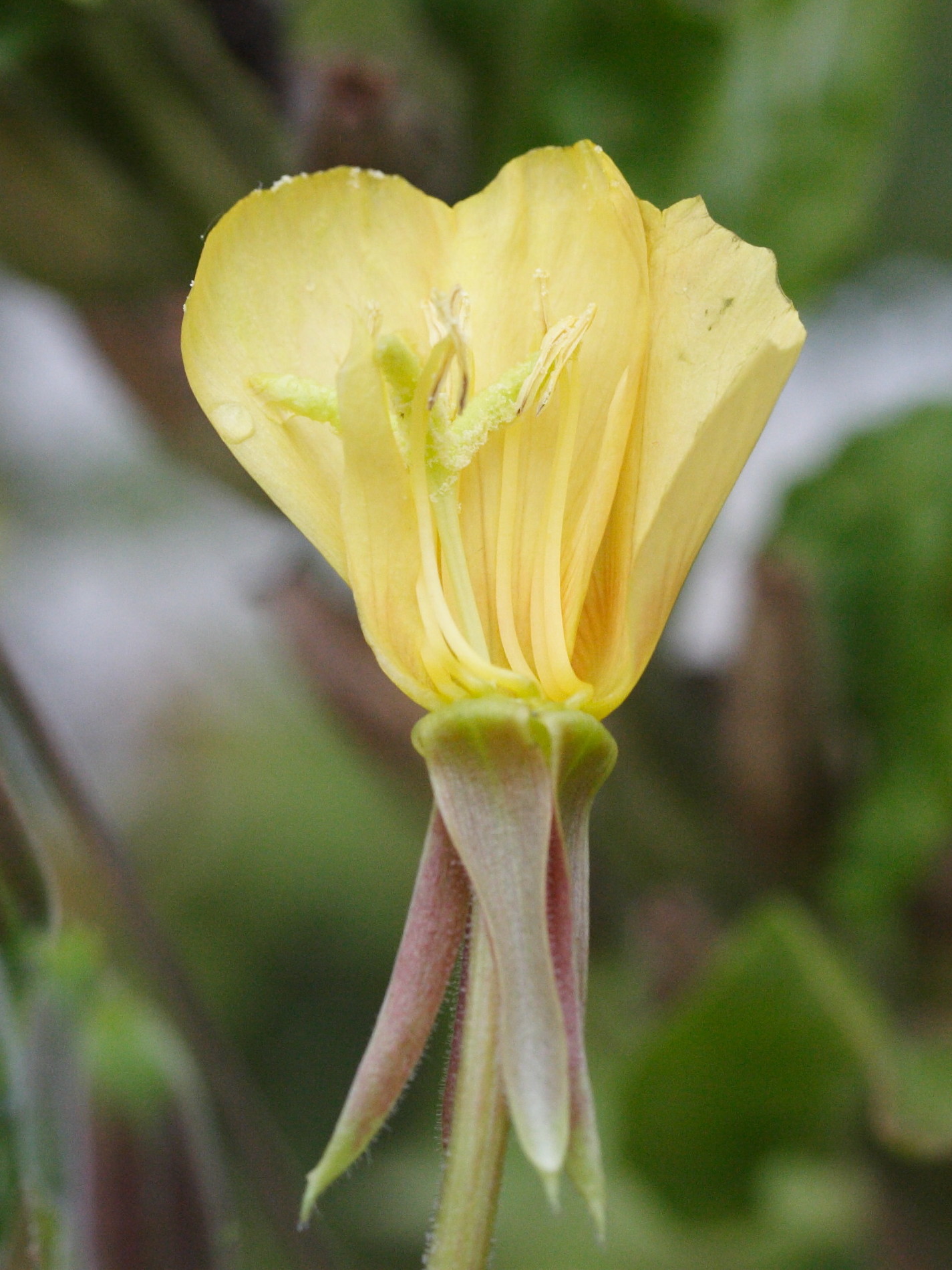 oenothera_fallax5md