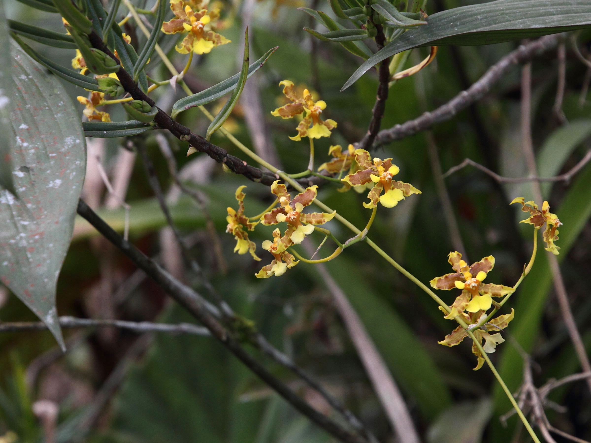 oncidium_stenotis2md