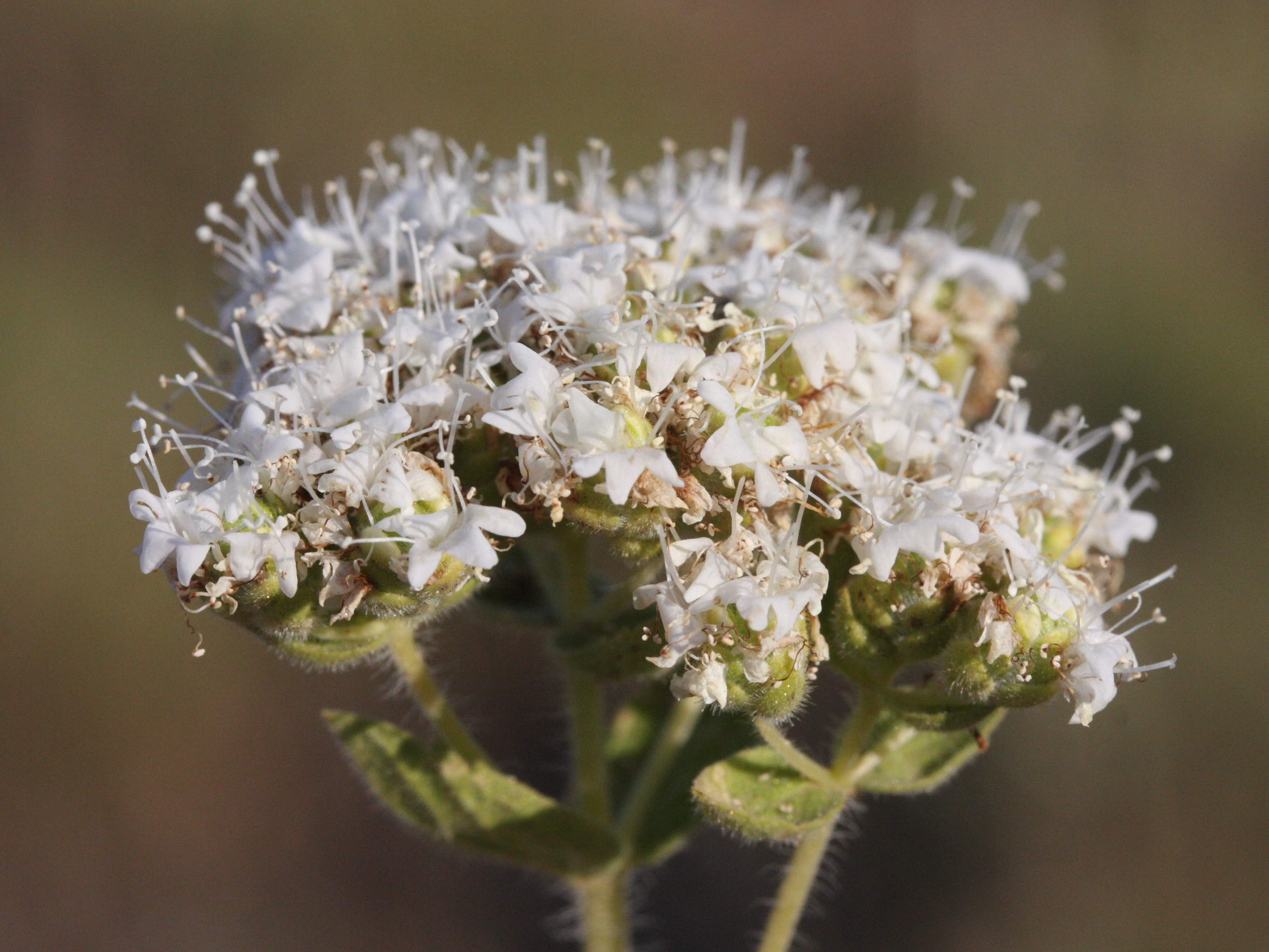 Afficher le média origanum_onites2md origanum_onites2md