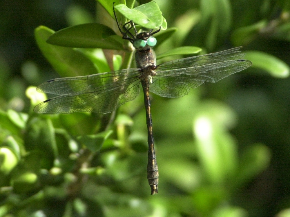 oxygastra_curtisii1md