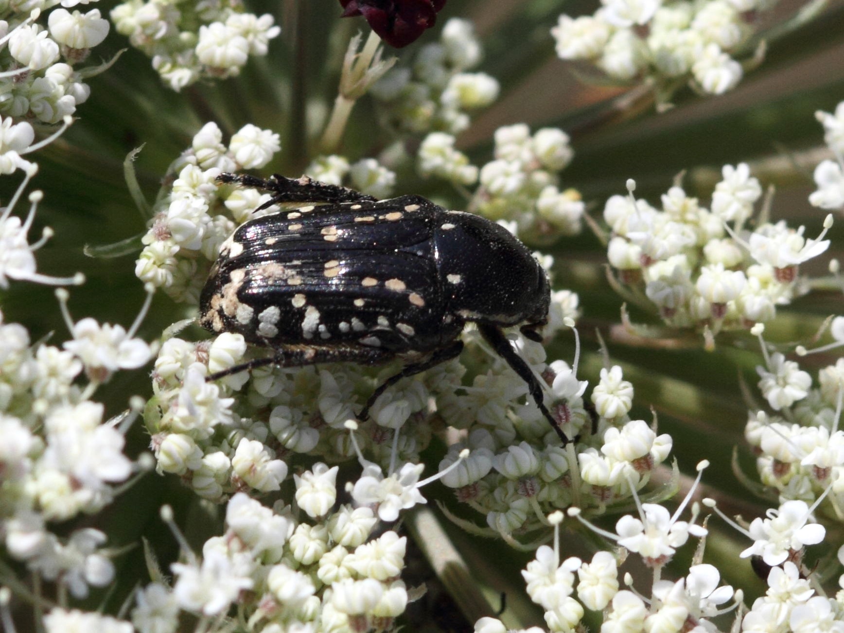 oxythyrea_cinctella1bd