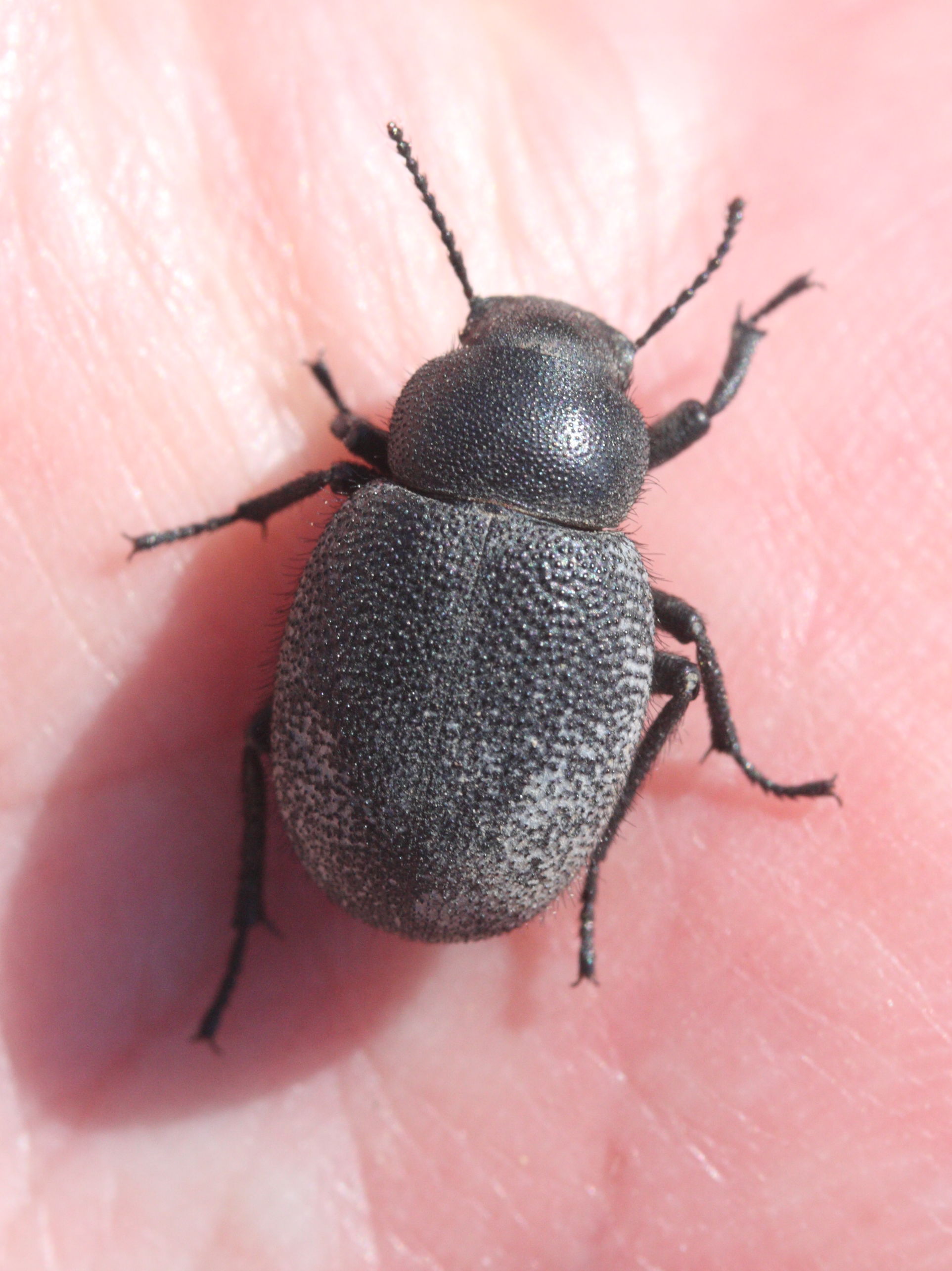 pachyscelis_villosa1md