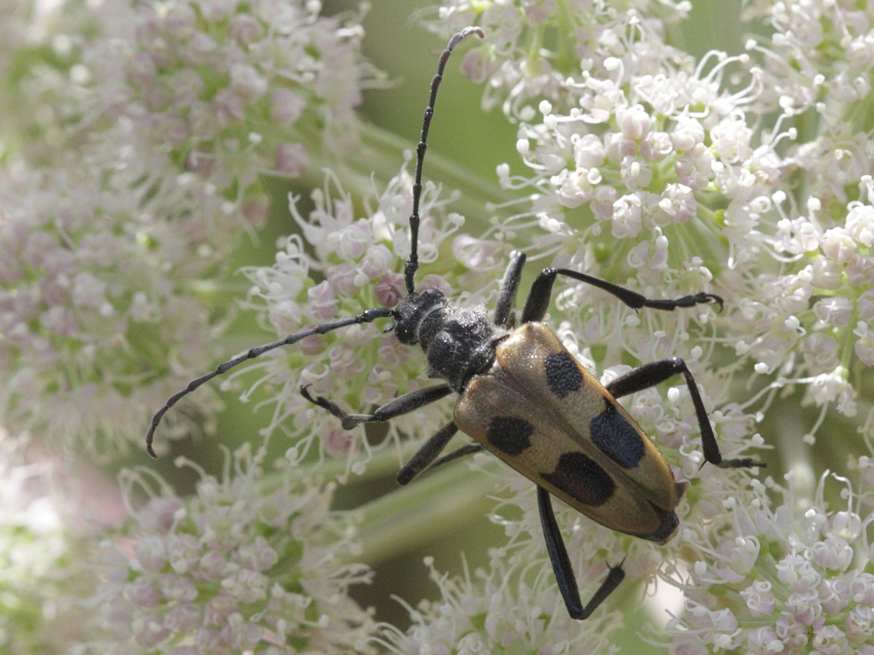 pachyta_quadrimaculata1bd