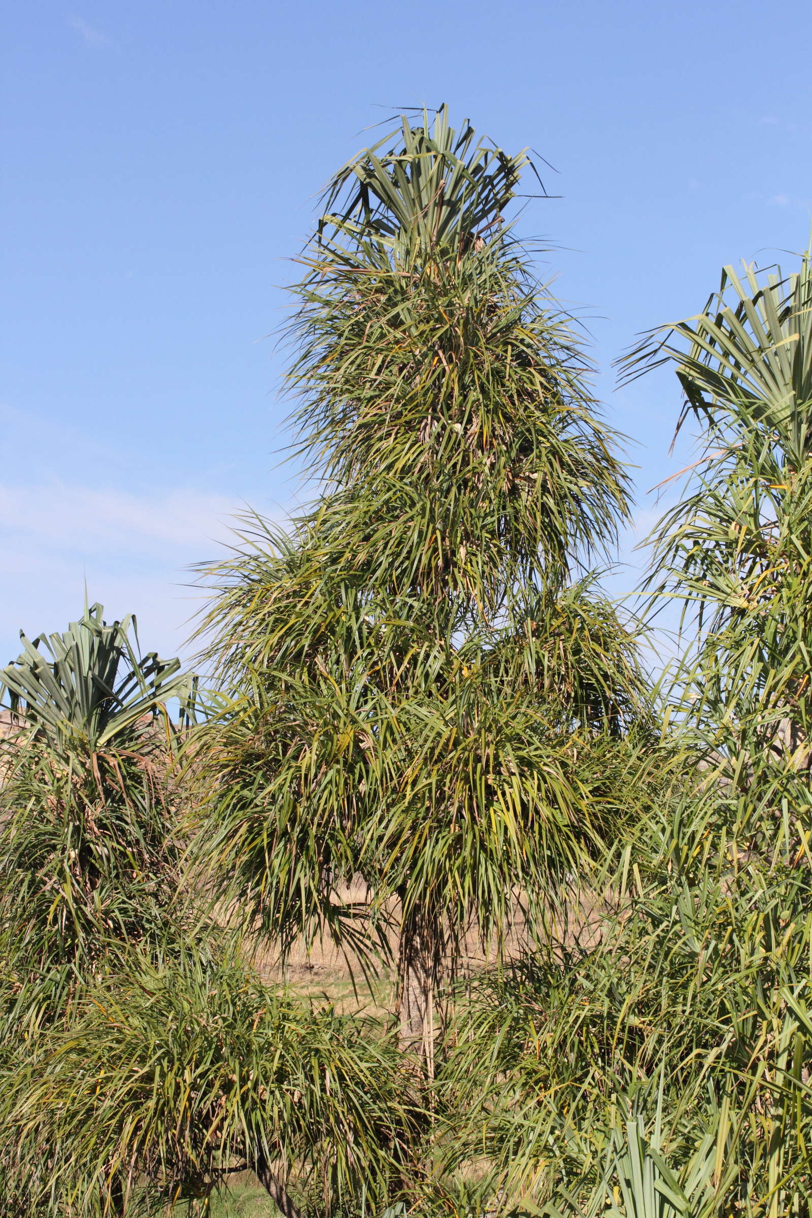 Afficher le média pandanus_ambongensis1md pandanus_ambongensis1md