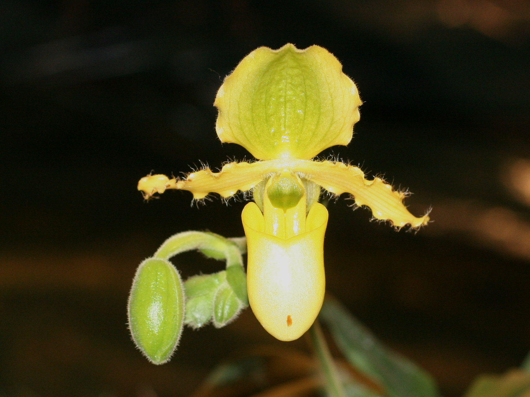 Afficher le média paphiopedilum_primulinum2md paphiopedilum_primulinum2md