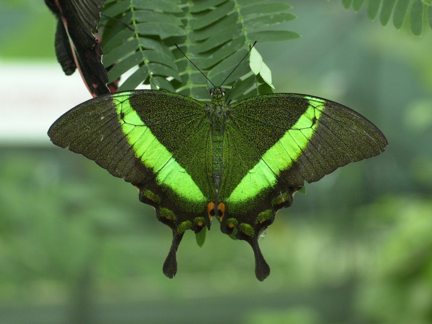 papilio_palinurus1md