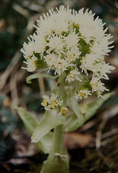 Afficher le média petasites_albus1mcf petasites_albus1mcf