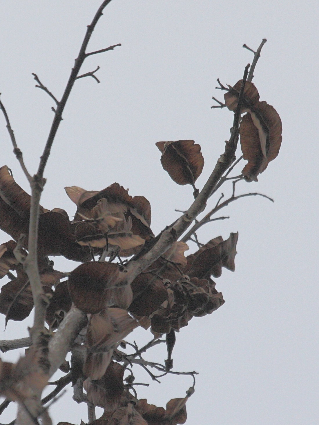 piscidia_carthagenensis2bd