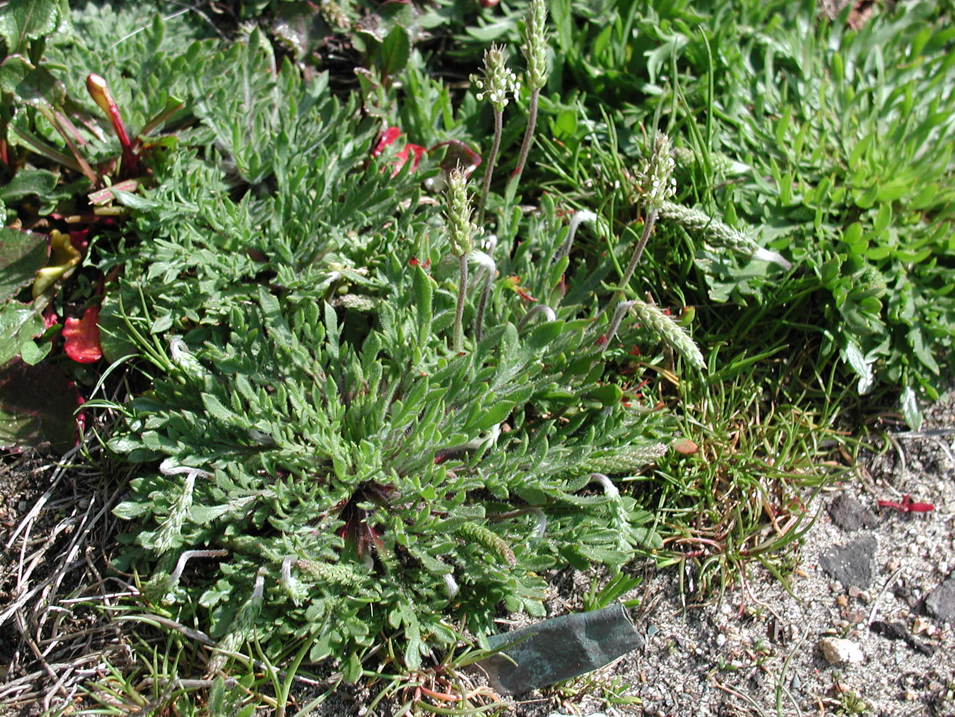 plantago_coronopus4md