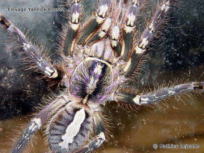 poecilotheria_ornata1ml