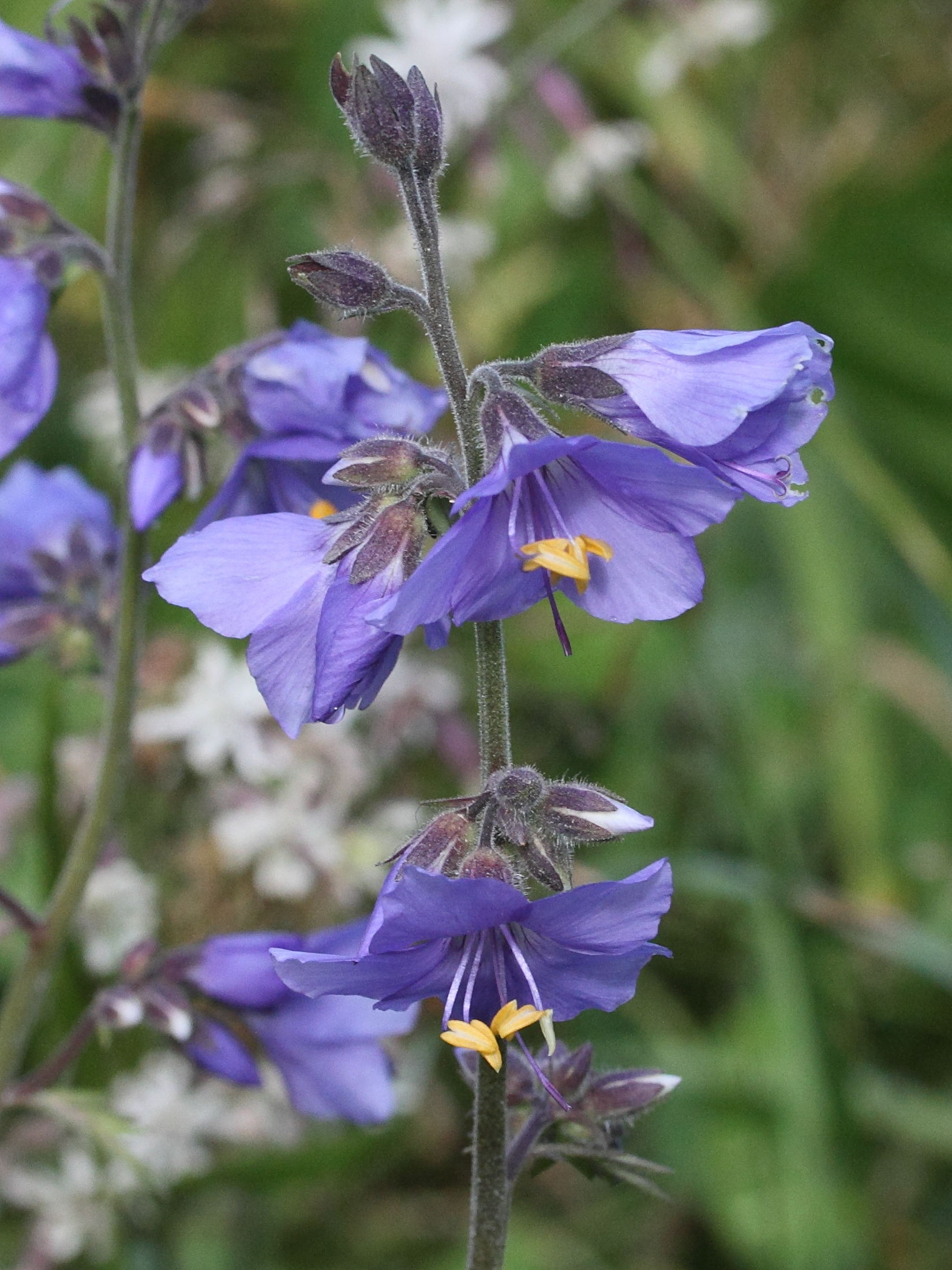 Afficher le média polemonium_caeruleum8md polemonium_caeruleum8md