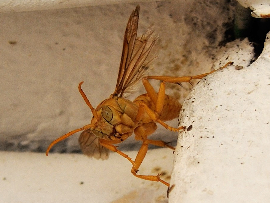 polistes_olivaceus6md