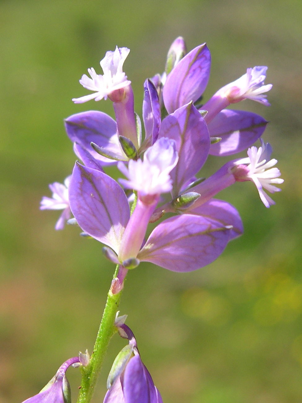 polygala_calcarea2md
