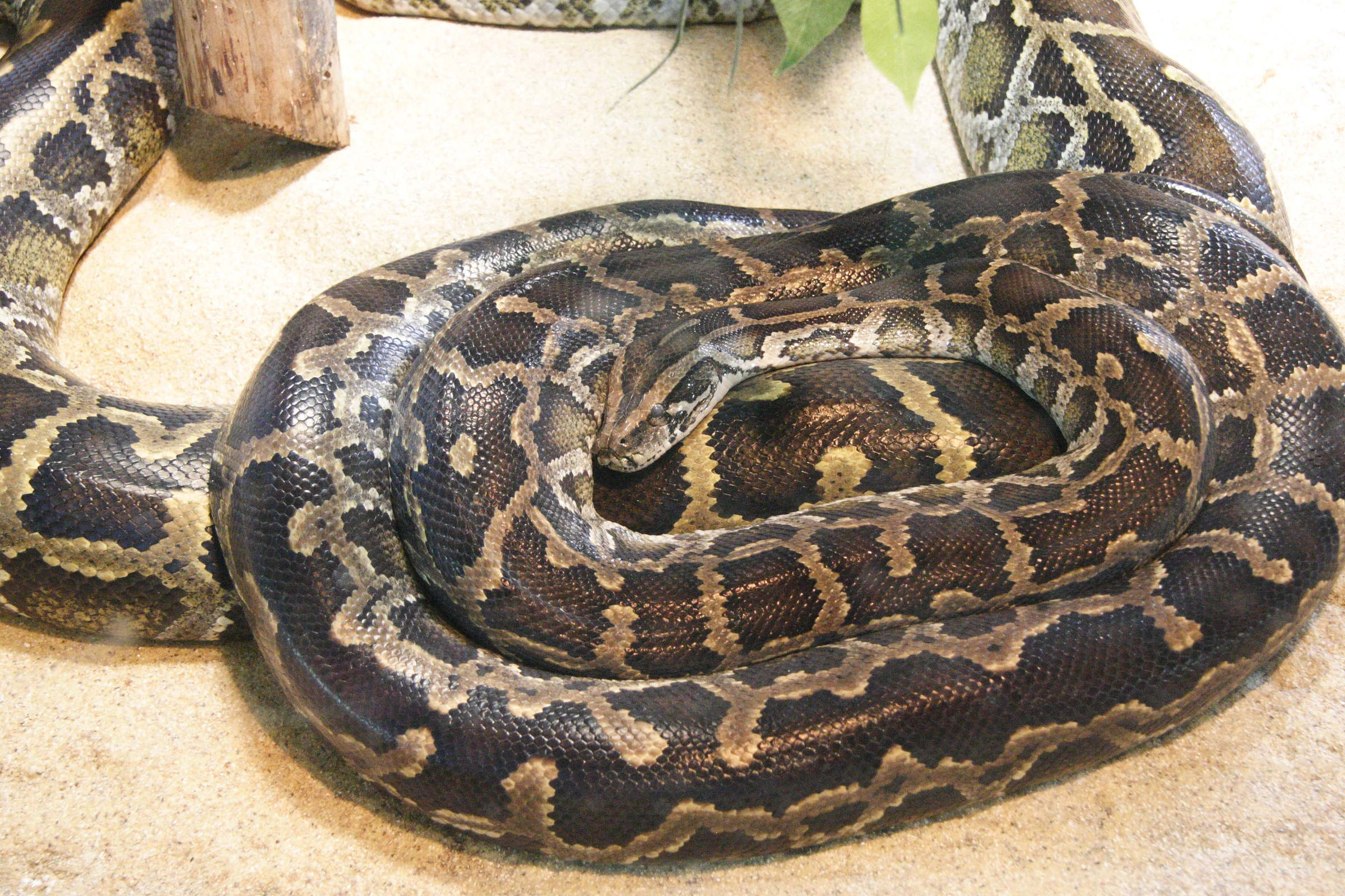 python_bivittatus1md
