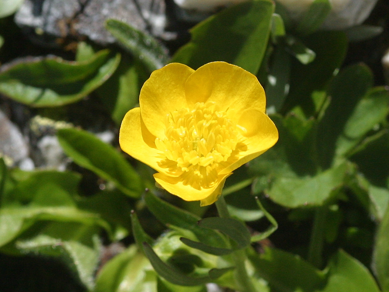 ranunculus_montanus2md