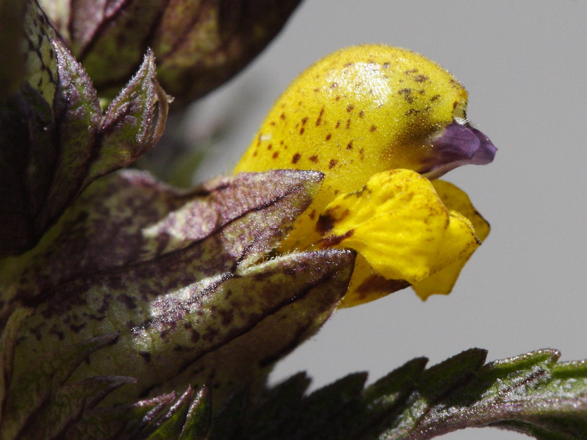 Afficher le média rhinanthus_minor2md rhinanthus_minor2md