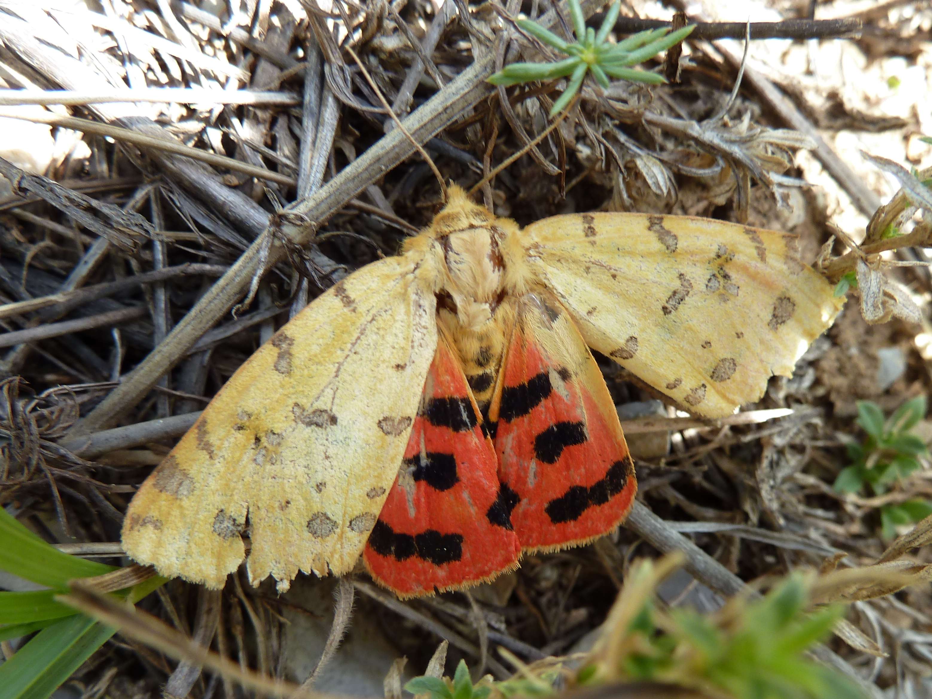 rhyparia_purpurata1gv