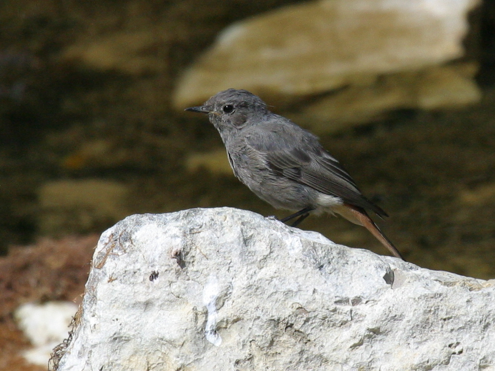 rougequeue_noir_-_phoenicurus_ochruros5bd