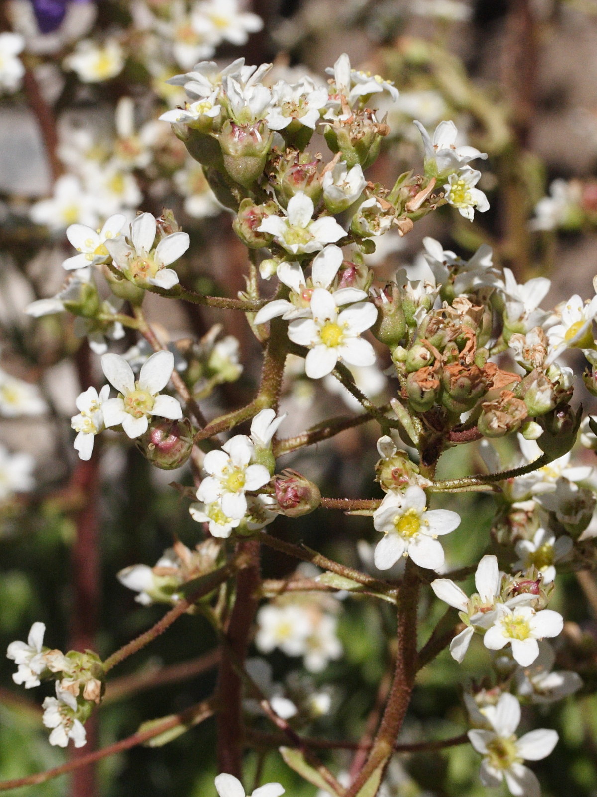 Afficher le média saxifraga_paniculata6md saxifraga_paniculata6md