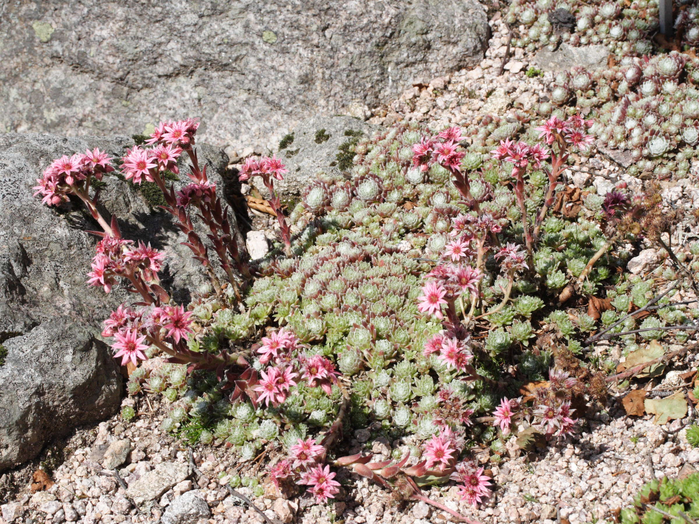sempervivum_arachnoideum4md