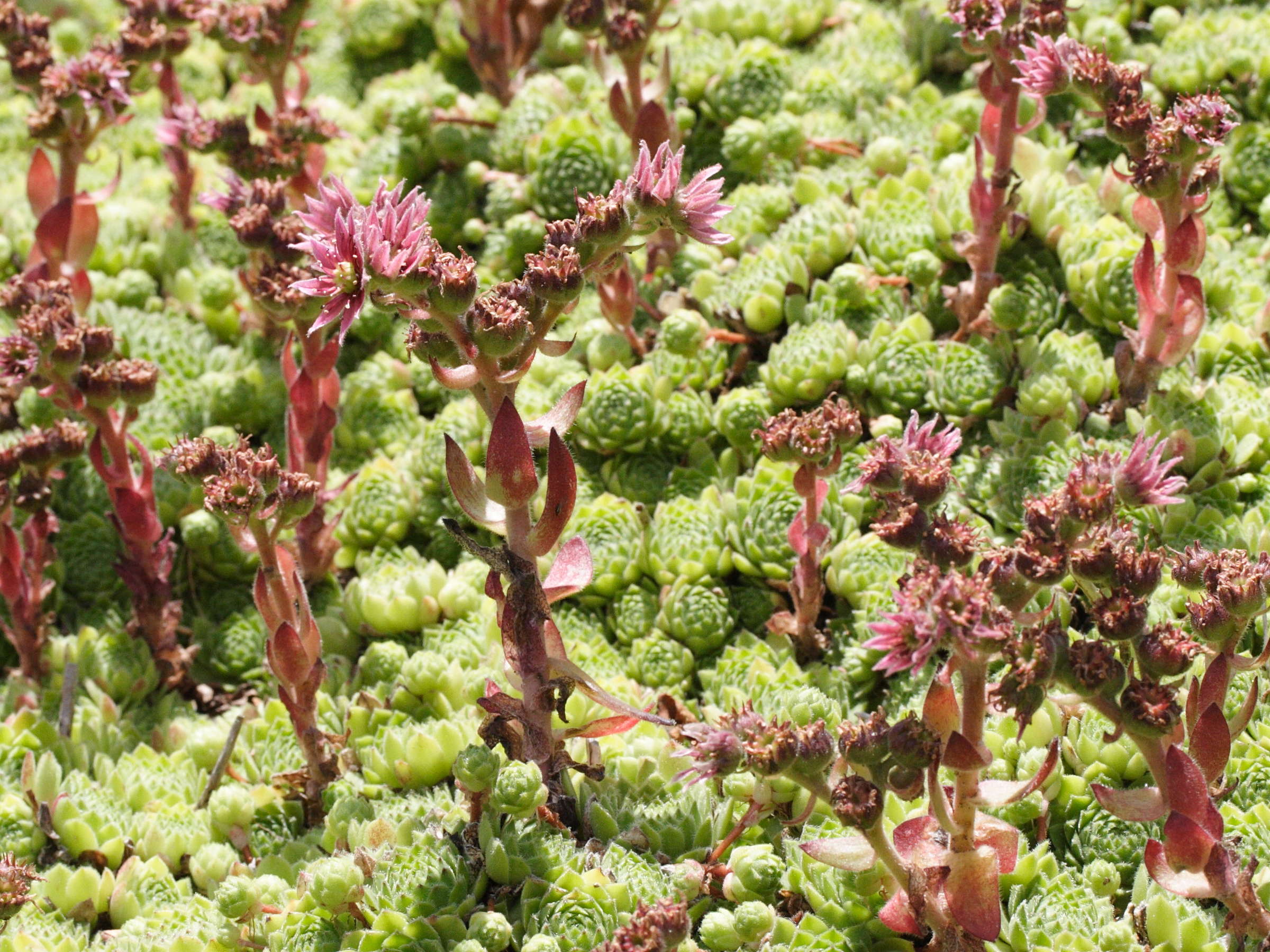 Sempervivum_x guiseppii
