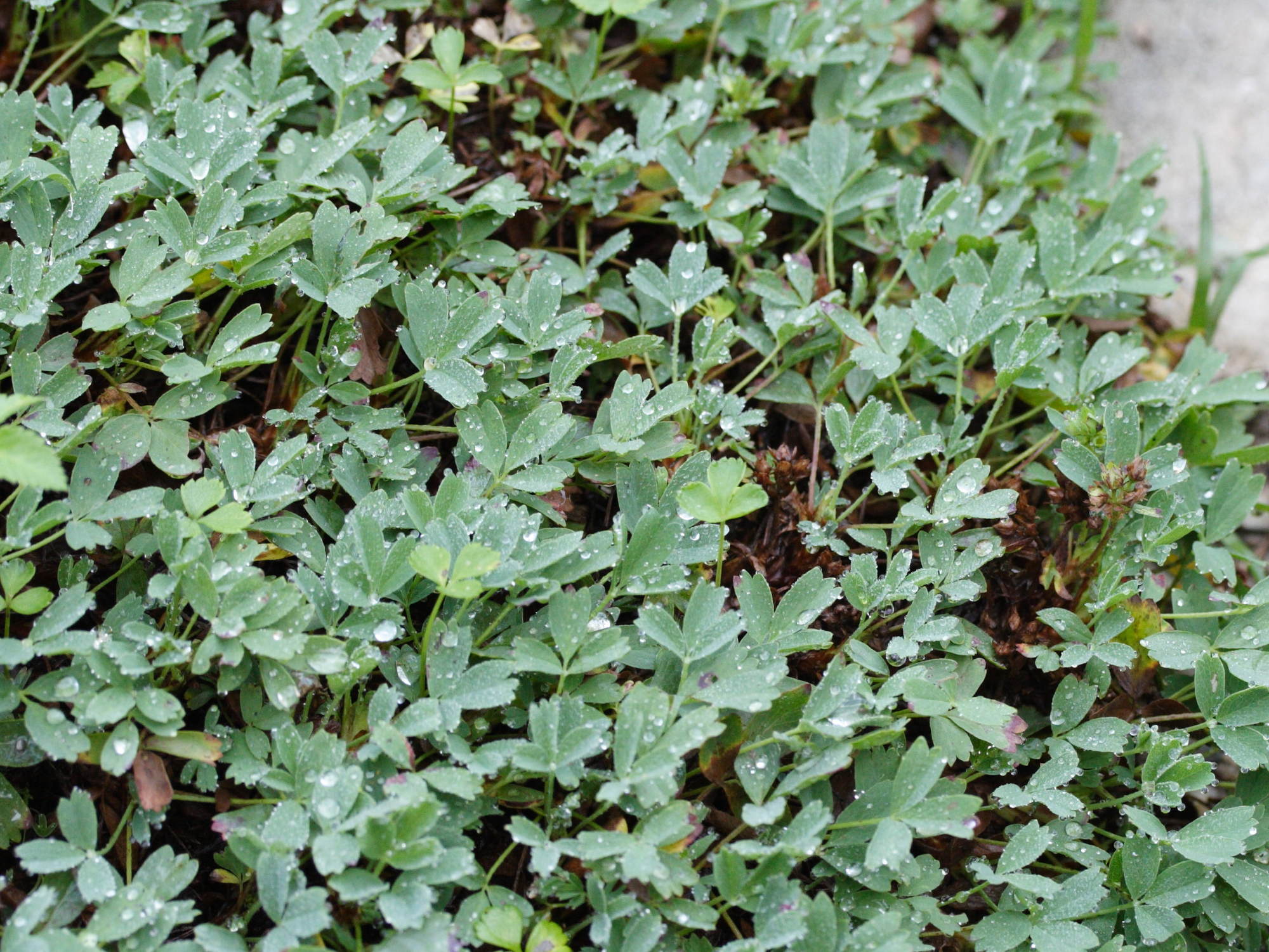 sibbaldia_procumbens1md