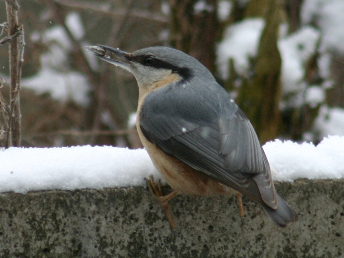 sittelle_torchepot_-_sitta_europaea8sd