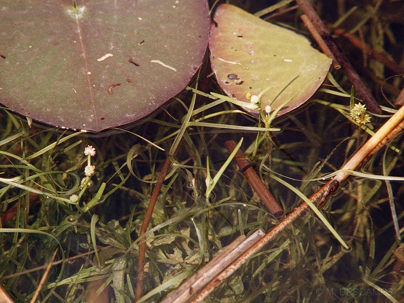 sparganium_minimum1md