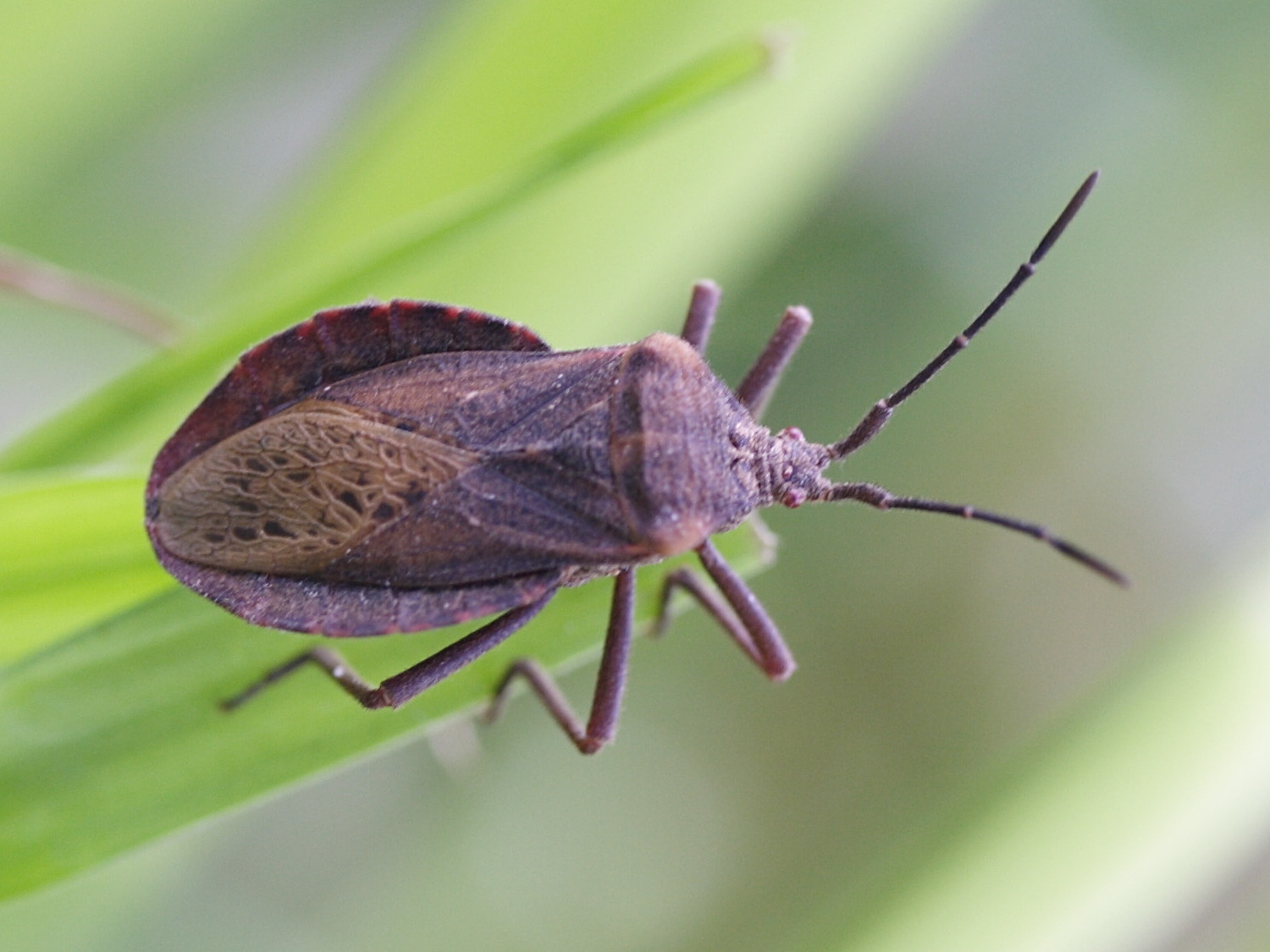 spartocera_batatas1md