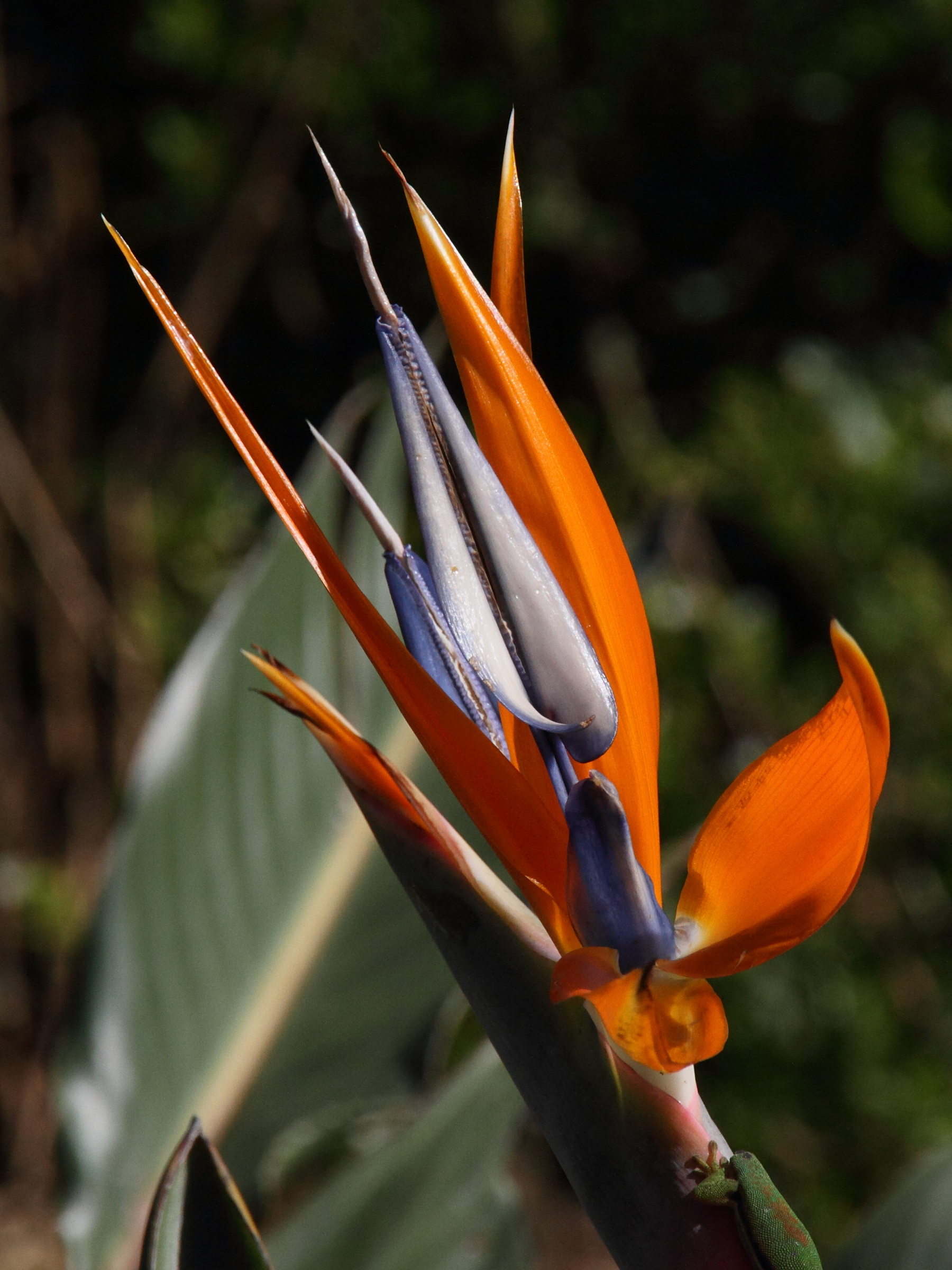 strelitzia_reginae4md