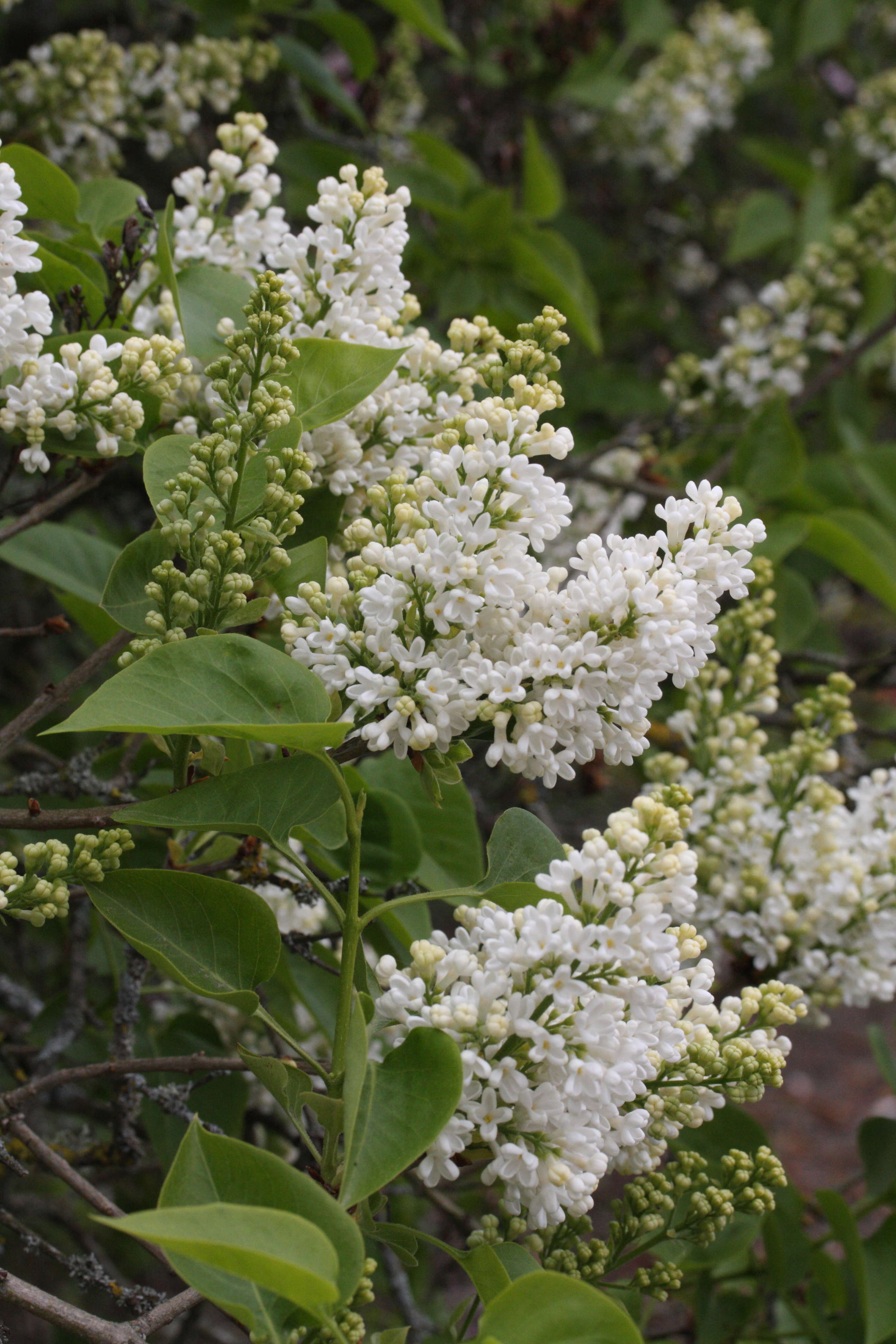 syringa_vulgaris6md