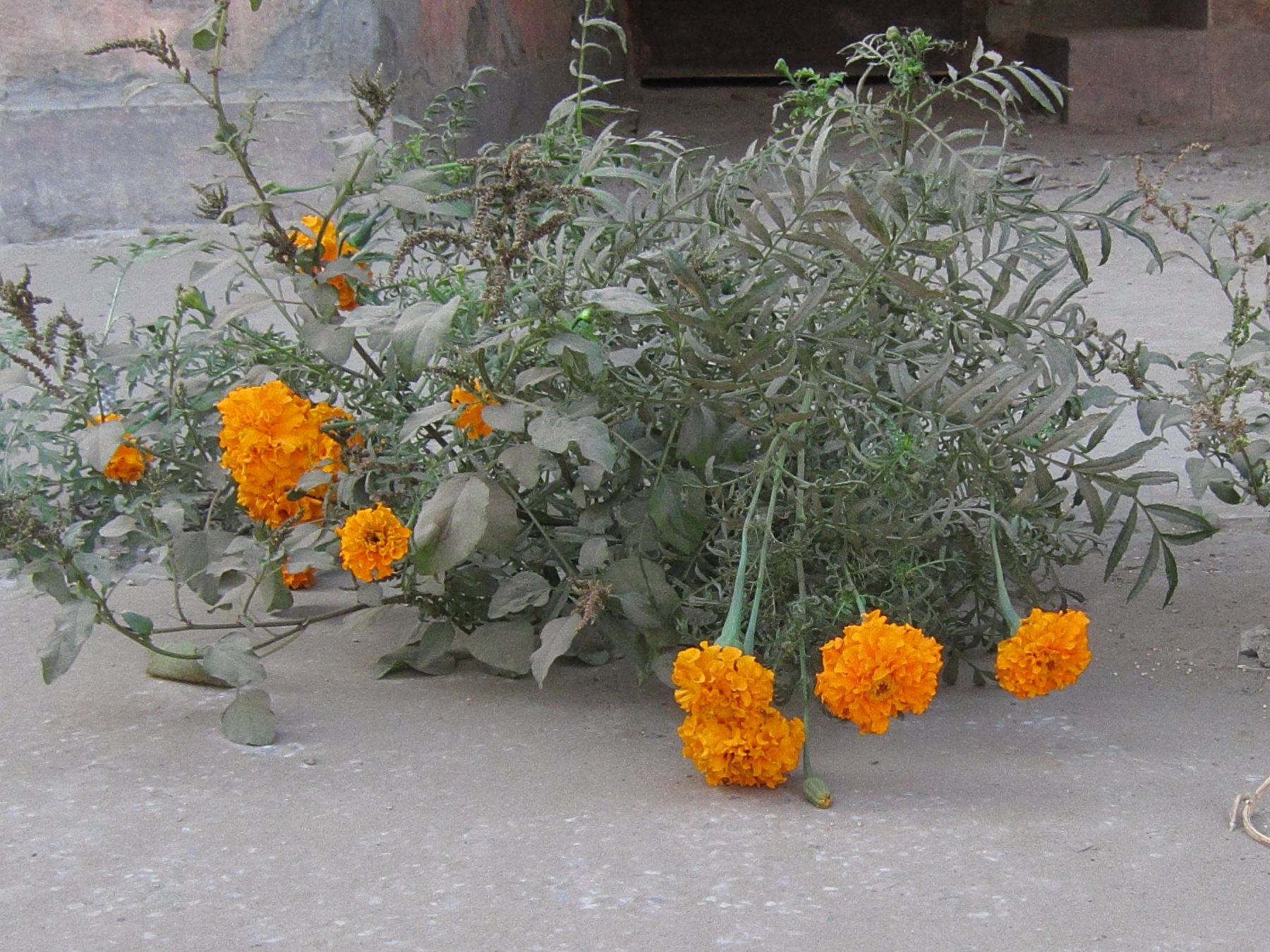 Tagetes_patula