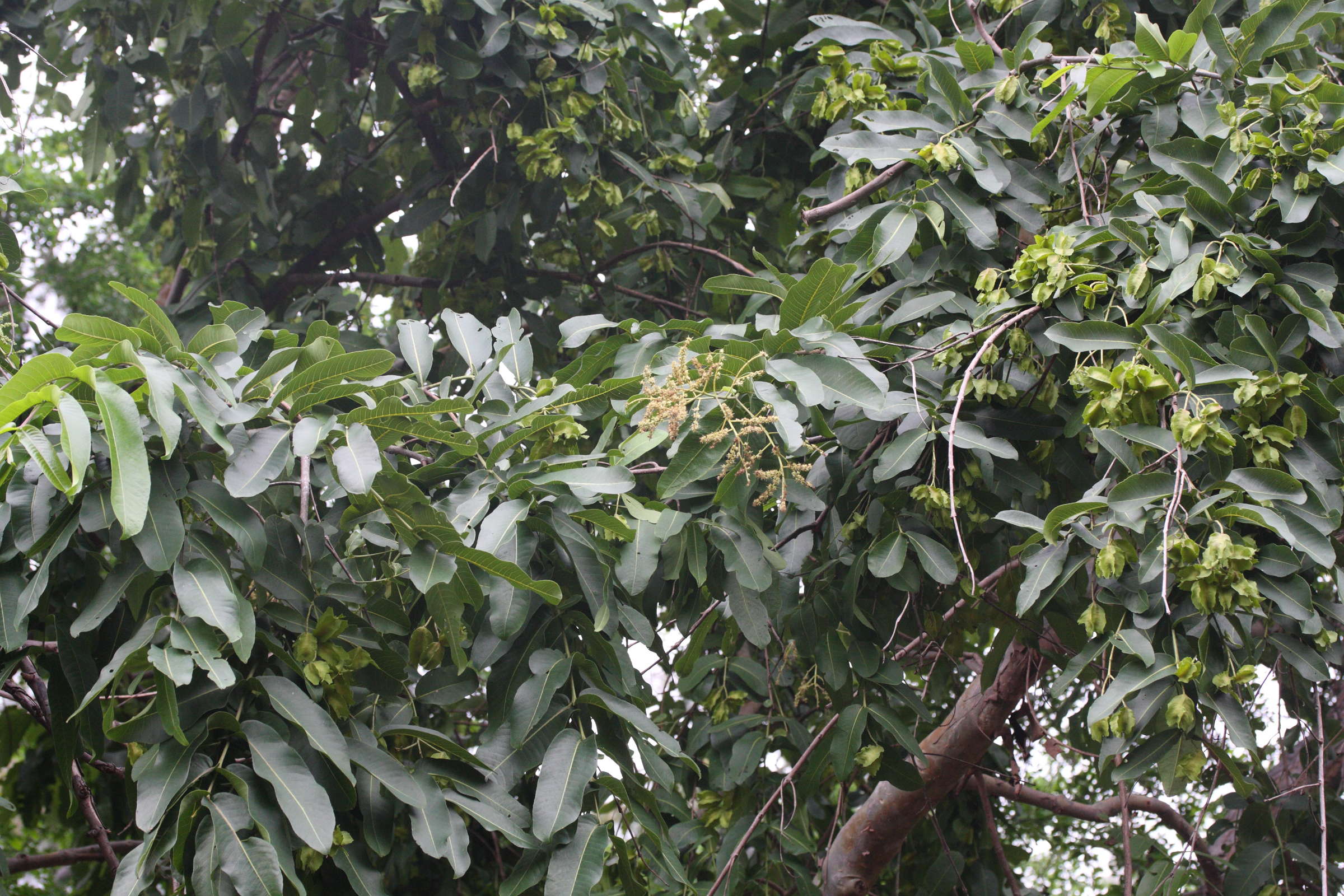 terminalia_arjuna1md