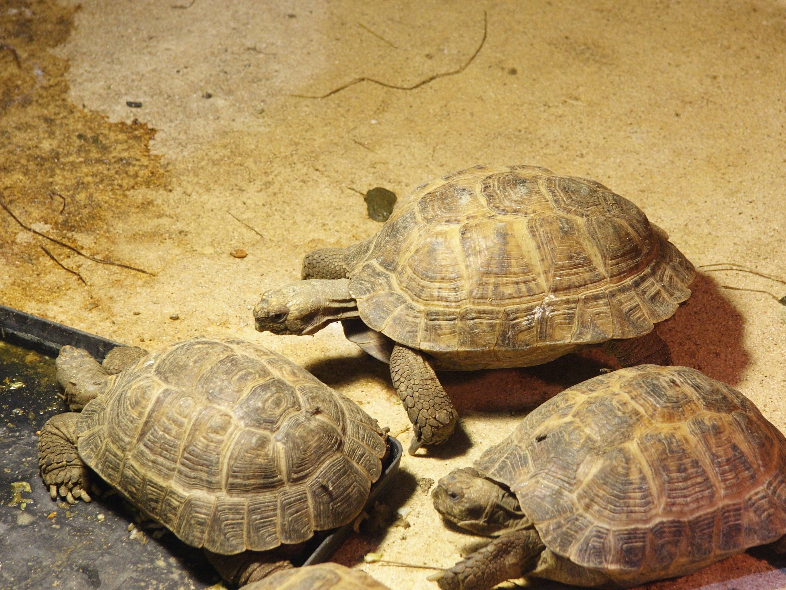 testudo_horsfieldii2bmd