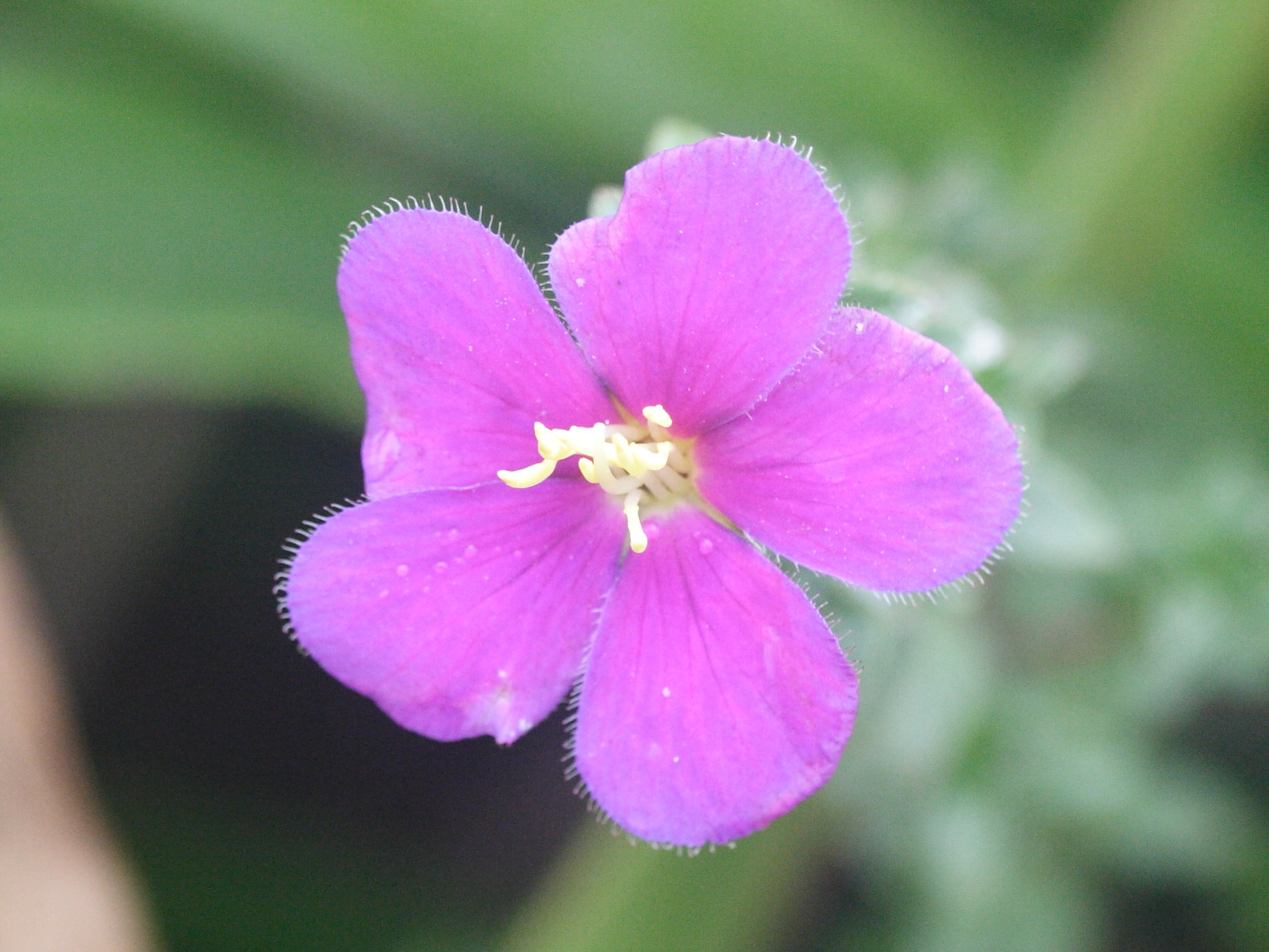 Afficher le média tibouchina_chamaecistus1md tibouchina_chamaecistus1md