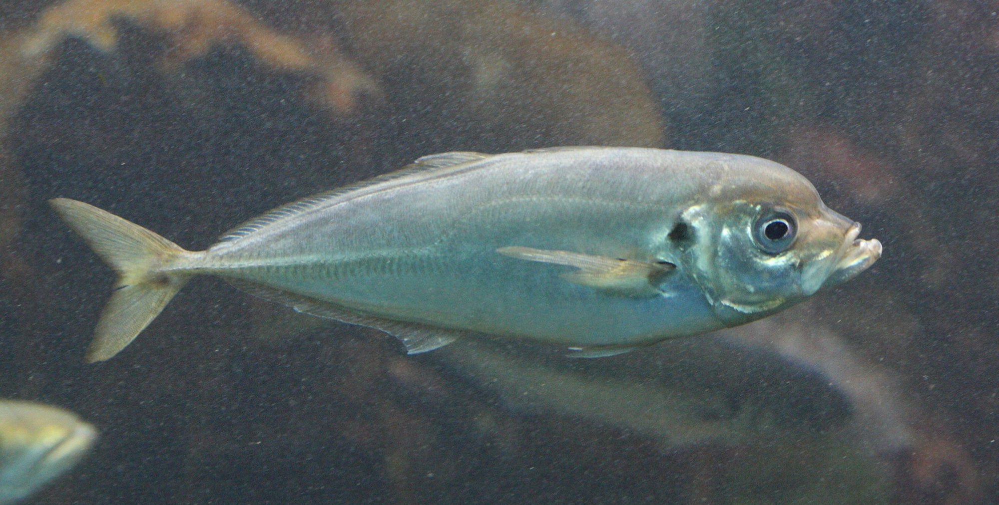 trachurus_trachurus3bd