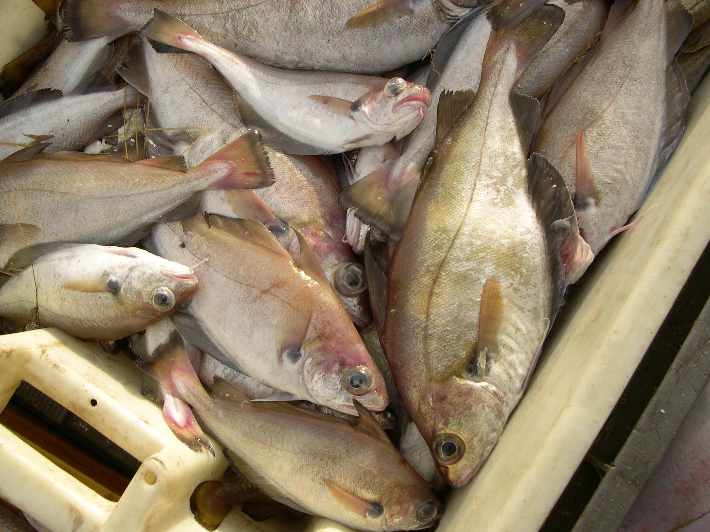 trisopterus_luscus1md