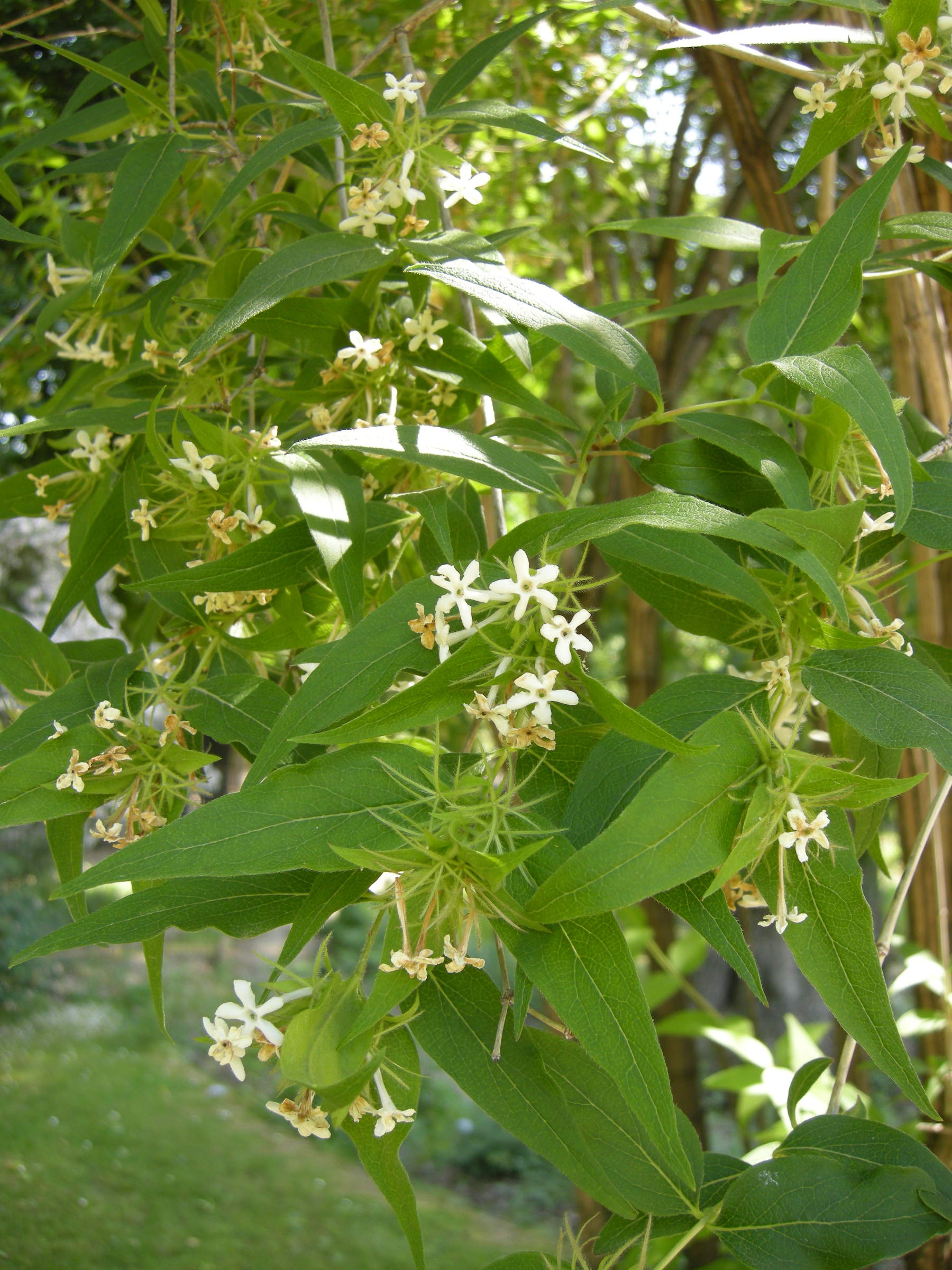 abelia_triflora5md