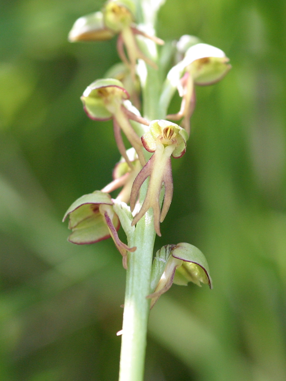 Afficher le média aceras_anthropophorum4bd aceras_anthropophorum4bd