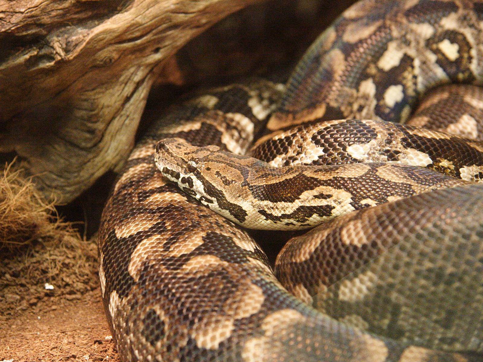 acrantophis_dumerili1md