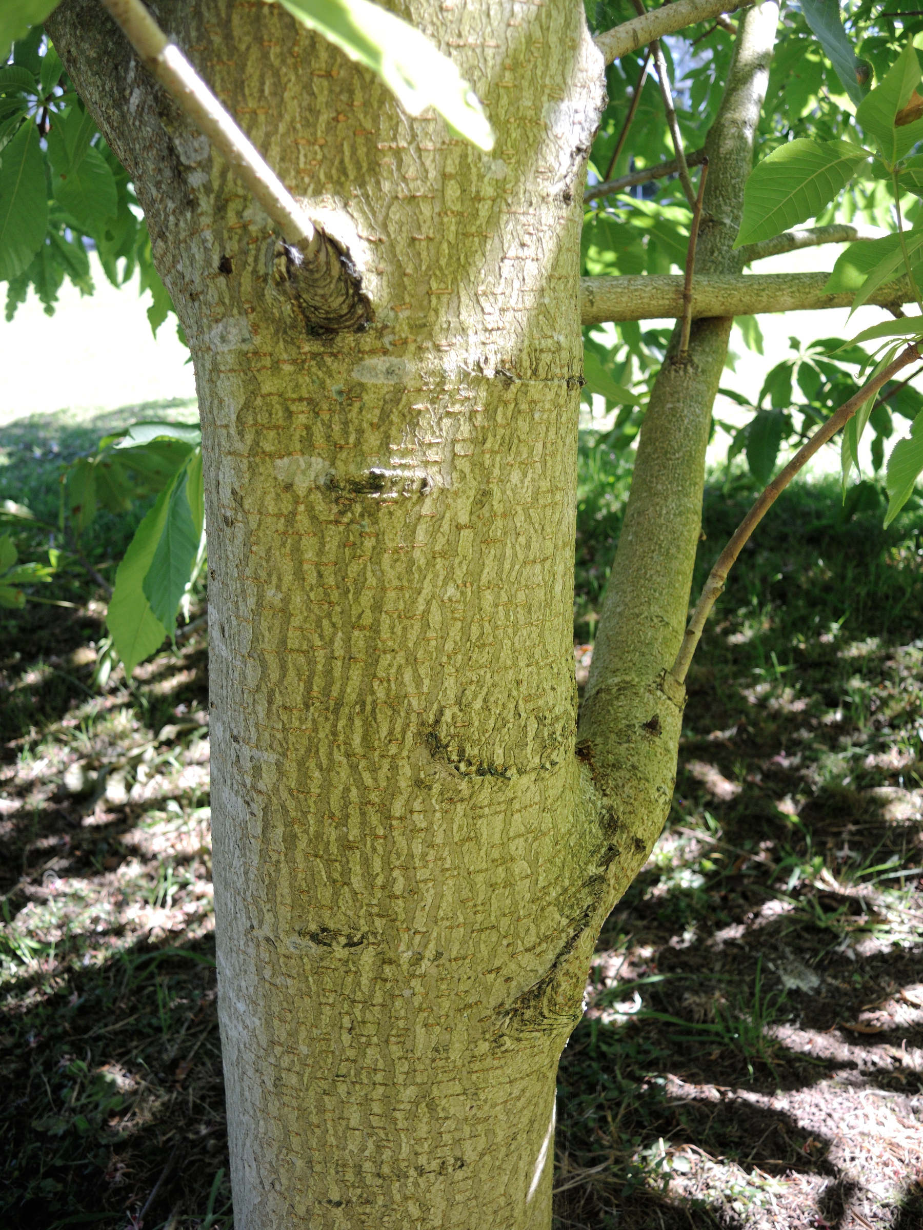 aesculus_chinensis4md