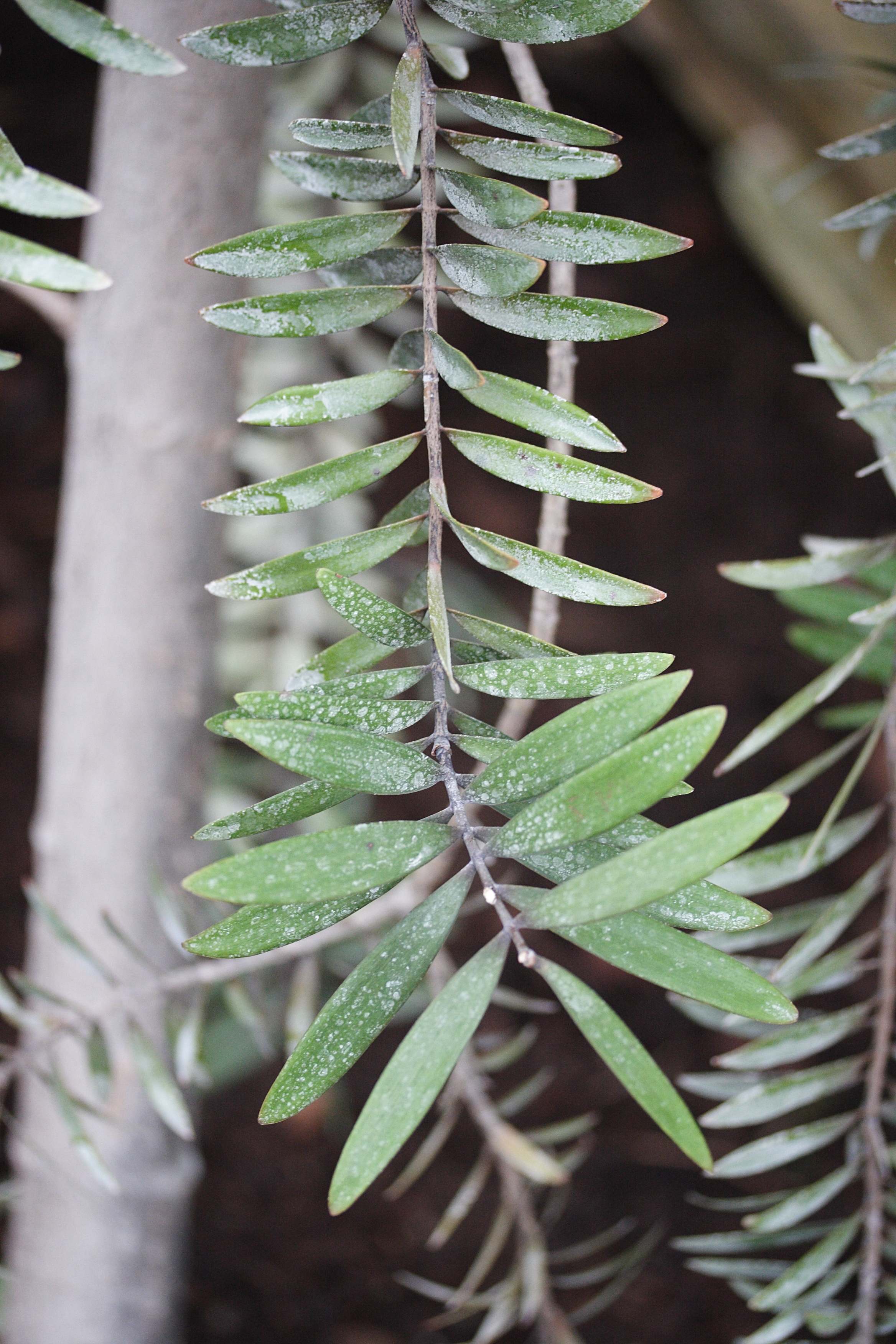 agathis_australis1md