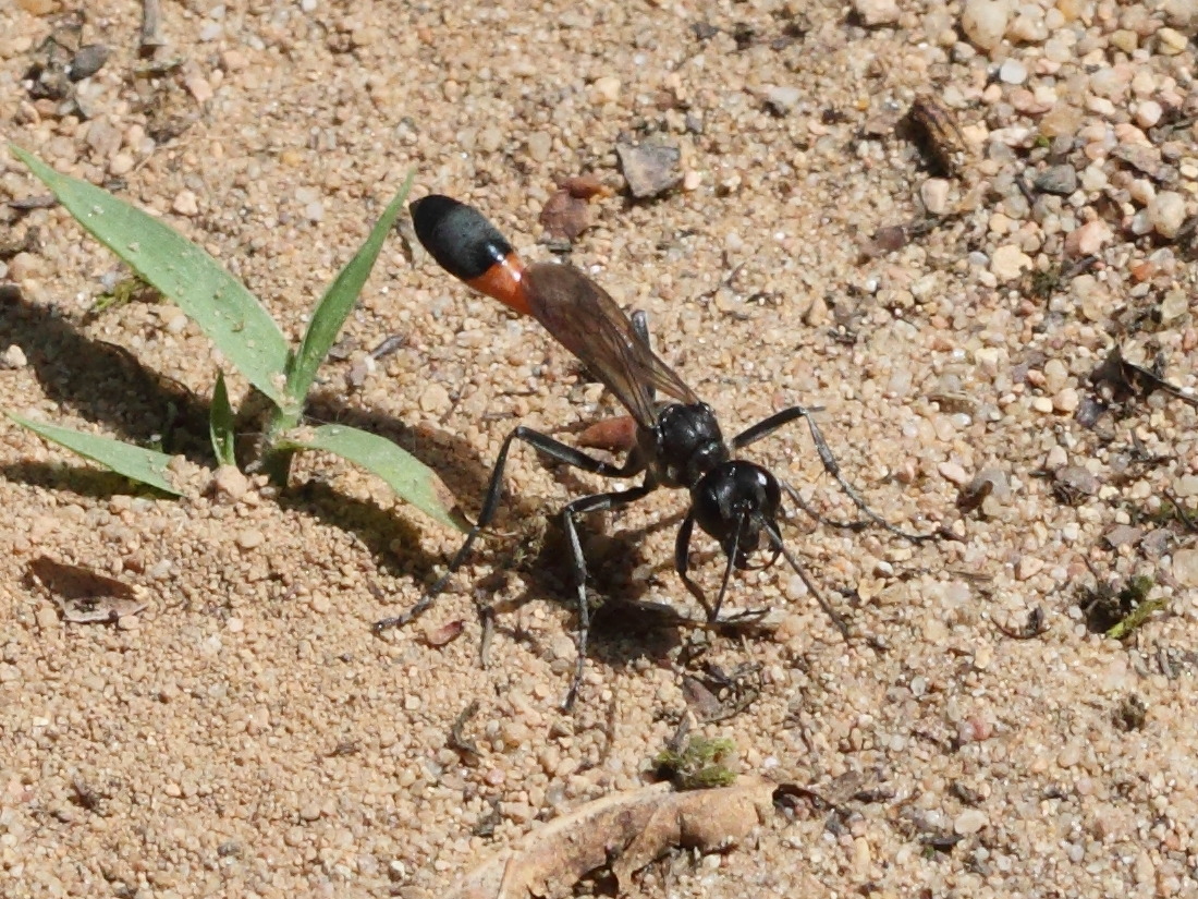 ammophila_sabulosa2bd