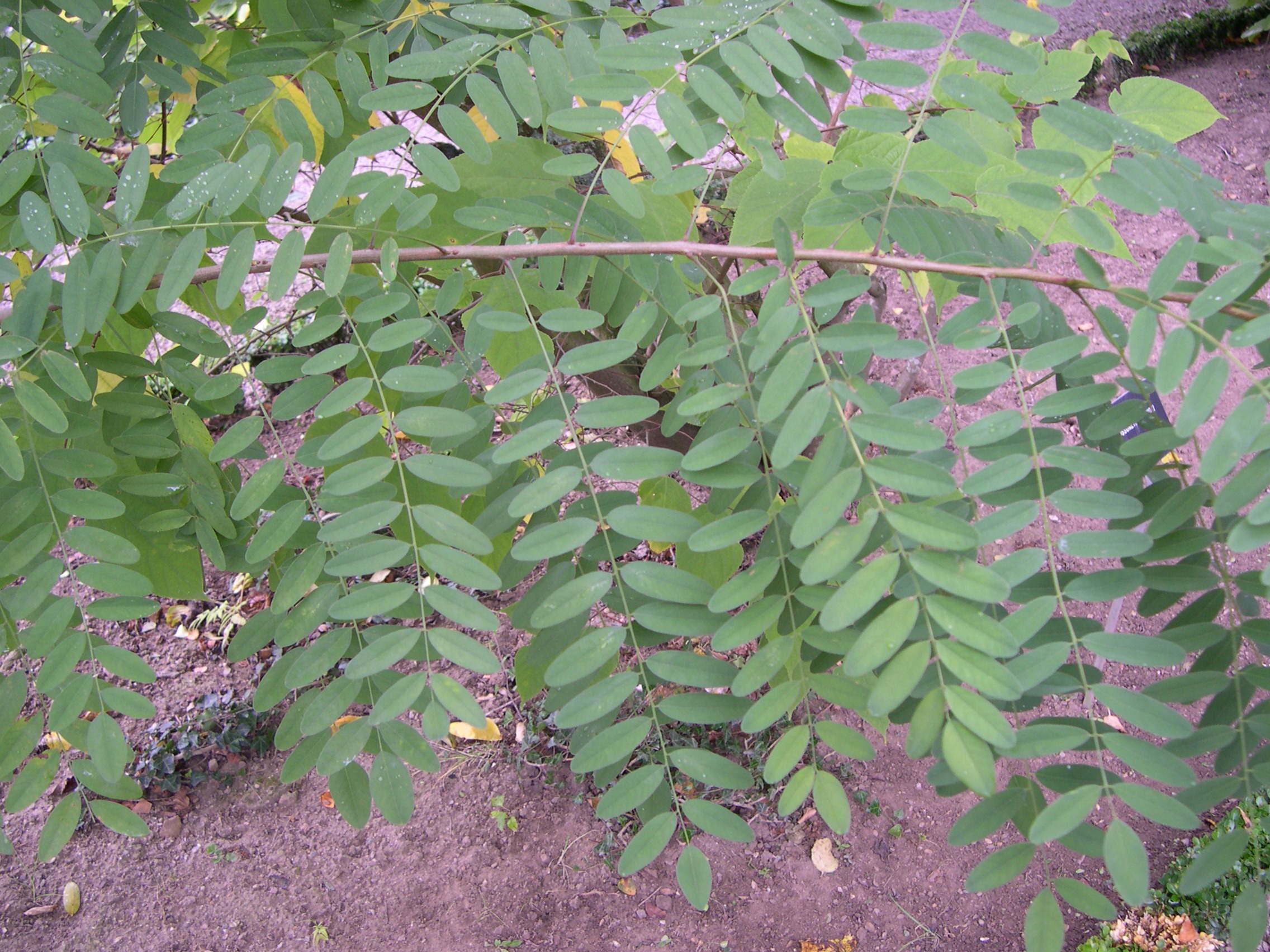 Afficher le média amorpha_fruticosa1md amorpha_fruticosa1md