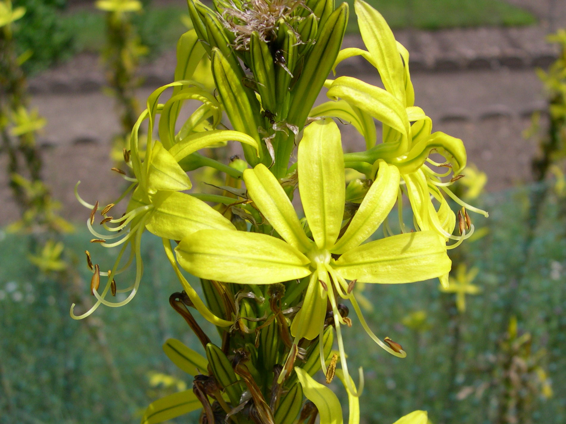 asphodeline_lutea1md