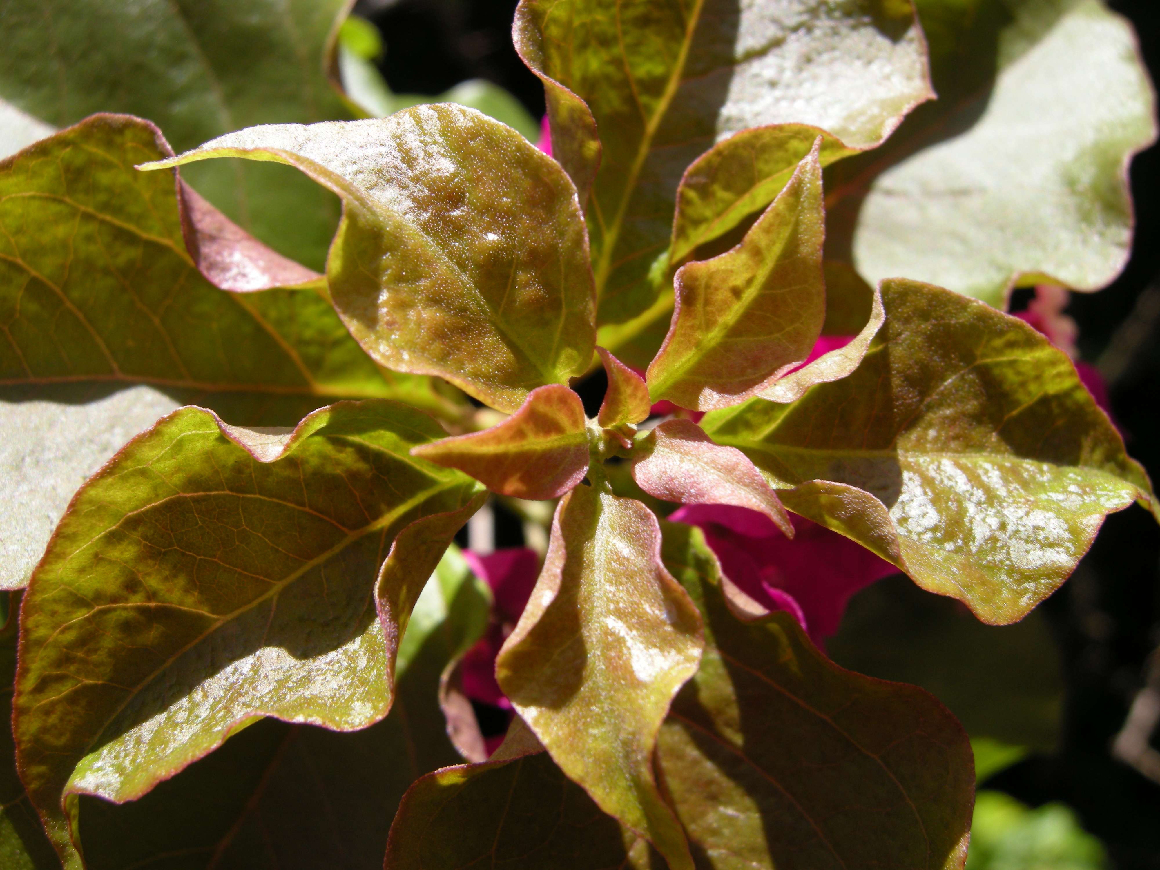 bougainvillea_spectabilis4md