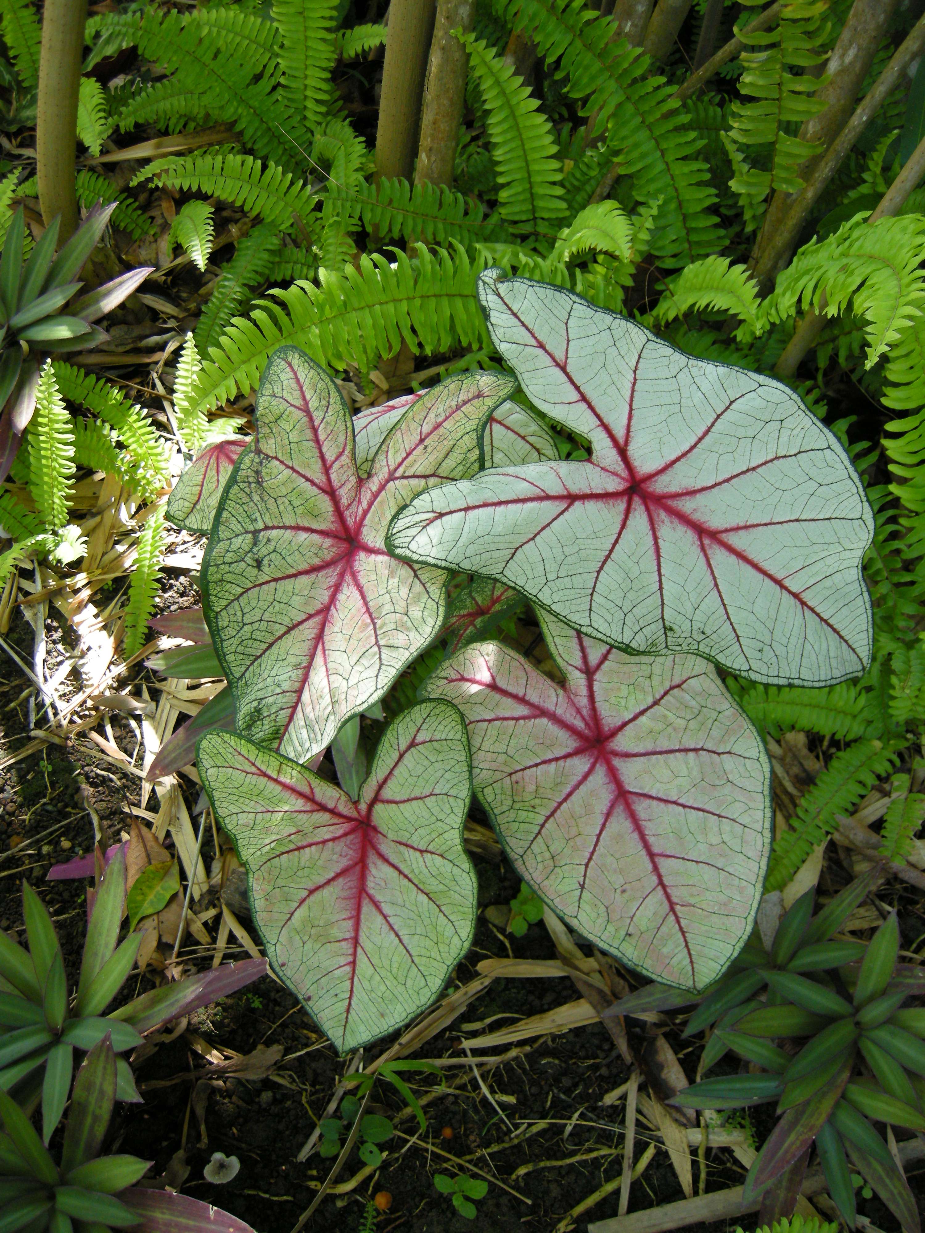 caladium_x_hortulanum1md