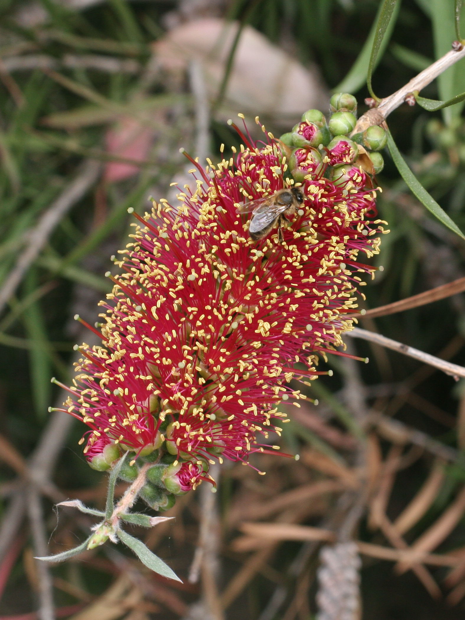 Afficher le média callistemon_viminalis2md callistemon_viminalis2md
